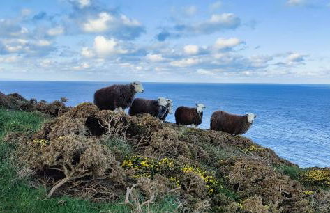 Darracott Farm Cottage - Foto 35