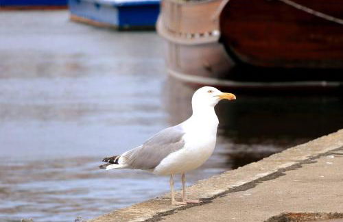 CBlue: Küstenzauber barrierefrei mit Balkon - Foto 16