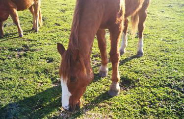 Country House Vignola Mare - Photo 57