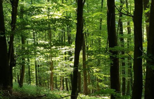 Ferienhaus "Am Gehre" - Foto 37