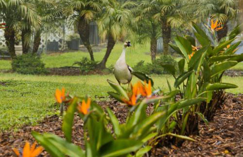 Aloha Junction Bed and Breakfast -Minutes away from Hawaii Volcanoes National Park - Foto 55