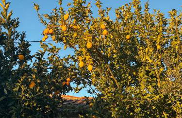 Alojamento Local Vale dos Vascos - Photo 6