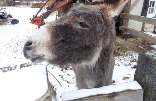 Ferienhof Haus Sulztal - Foto 7