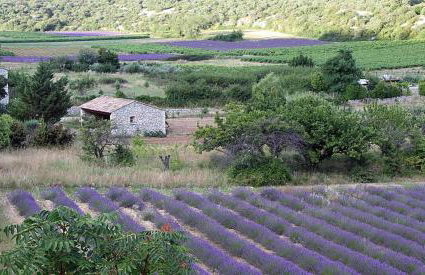 La basse - Foto 10