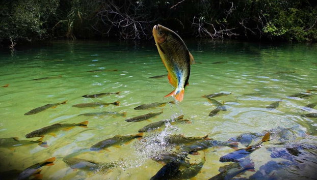 Entrada al balneario municipal de Bonito - Foto 2, Un pez saltando en las aguas de Bonito