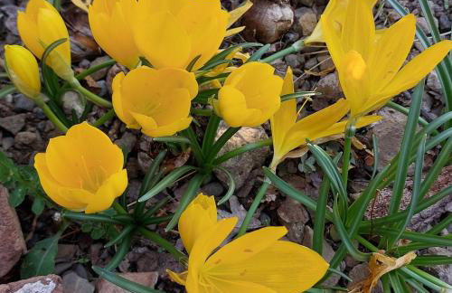 Ipati Forest Chalet - Foto 63