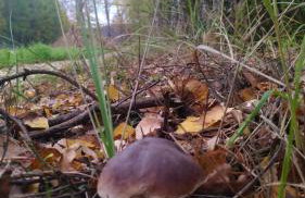 Bukowa Ostoja - Foto 25