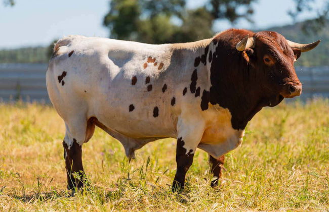 Tour del toro en 4x4 por los Llanos de Olivenza - Photo 6