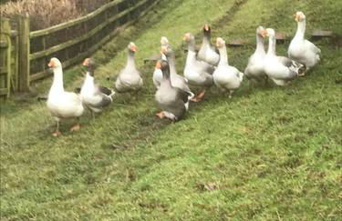 The Shepherds Hut at Hafoty Boeth - Photo 58