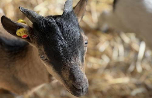 DILIA Chalets & Apartments - Foto 53