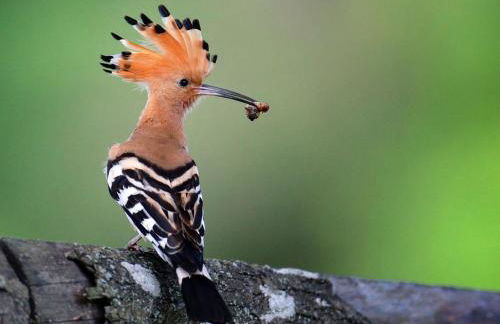 MASIA BARTOMEU Rural house between vineyards 2km from the beach - Foto 26