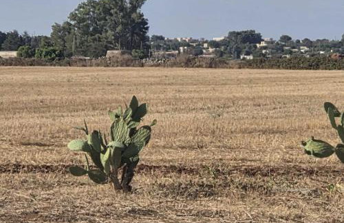 Masseria Delle Api - Foto 19