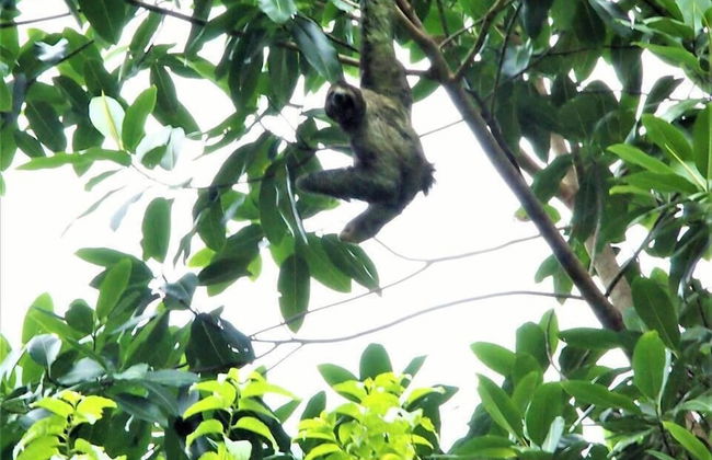 Pura Natura Lodge Arroyo - Foto 42