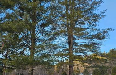 MapleVilla - Foto 33