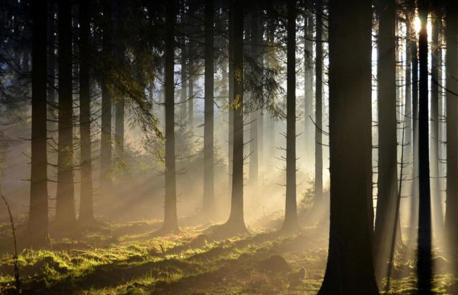 Stavelot Chalet With Garden - Foto 36