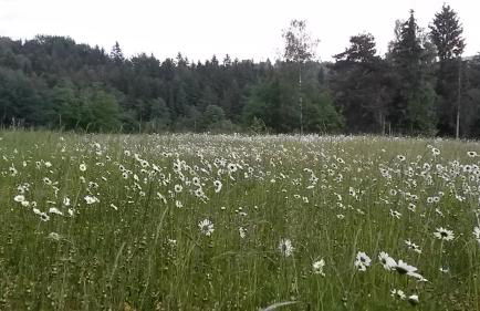 Pochebachhäusl - Foto 19