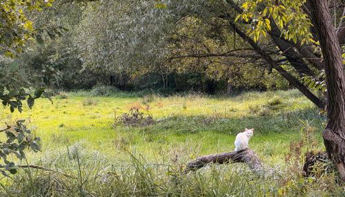 Ferienwohnung an der Postsäule Lübbenau - Foto 5