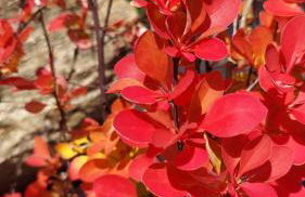 Gîtes Arvor et Tevenn - Foto 30