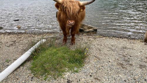 Rose Cottage - Foto 3