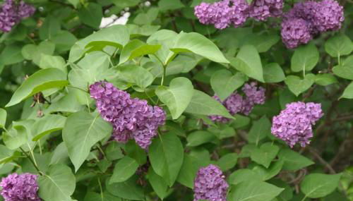 Fliederhaus - Foto 4