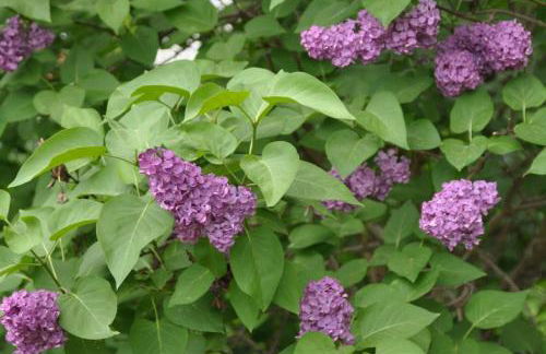 Fliederhaus - Foto 4