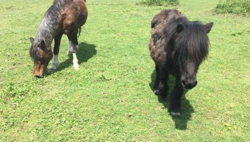Bungalow 2 pièces, SDB, terrasse, Piscine de mai à octobre - Foto 4, Garden