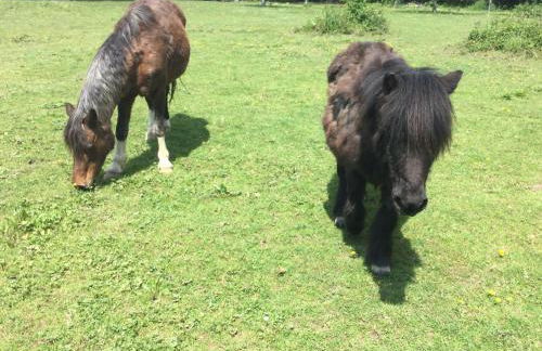 Bungalow 2 pièces, SDB, terrasse, Piscine de mai à octobre - Foto 4