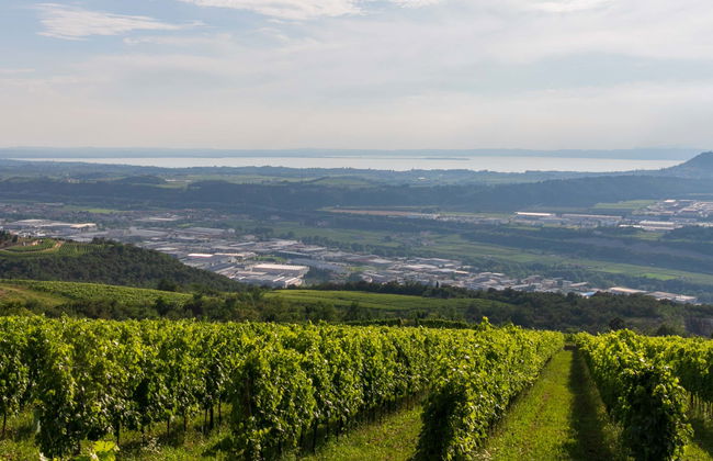 Visita guidata dell'azienda Giovanna Tantini con degustazione - Foto 1