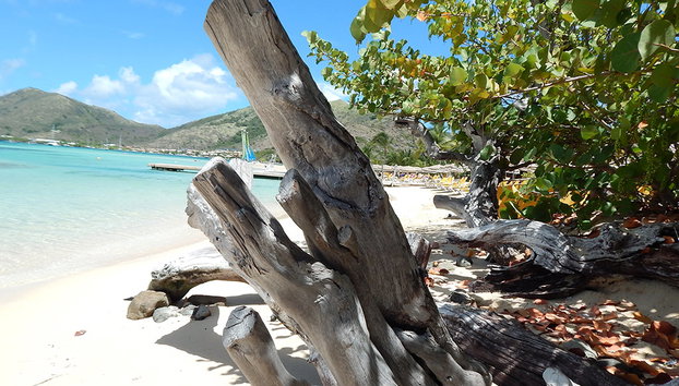 Navegue por la costa de St Maarten y nade con tortugas - Foto 2