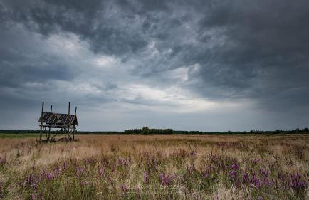 Groszkówka - Foto 4