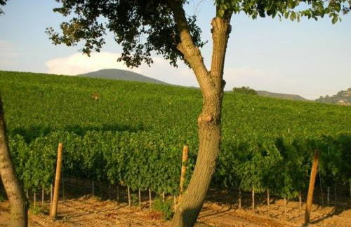 Il casale degli olivi - Foto 7