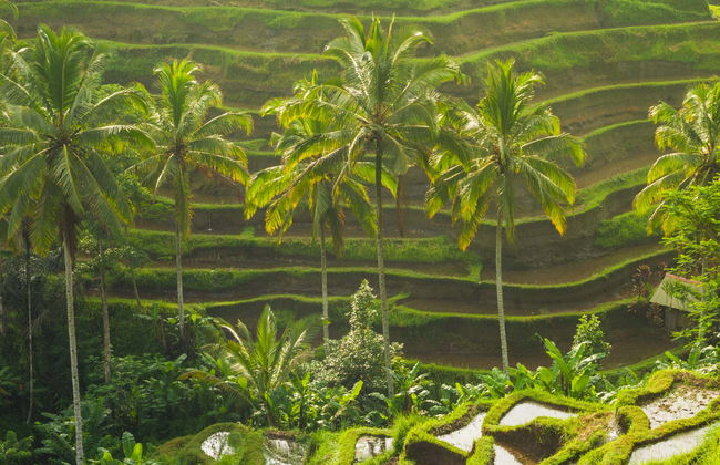 Tour privato di Ubud - Foto 8