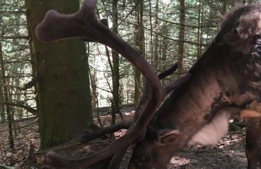 Le petit Kichon - Foto 23