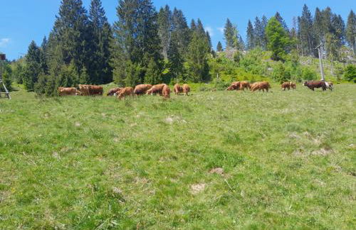 Hof Wälderblick - Foto 43