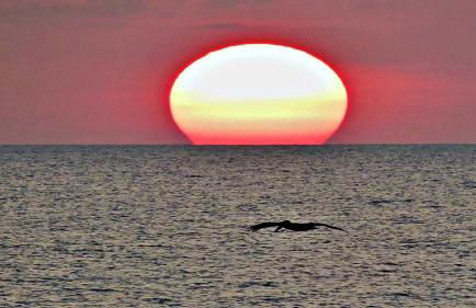 Wyndham Ocean Walk 2429 - Vacation in Resort luxury - Just Updated 1BR King Bed Master Jacuzzi Suite - Foto 56