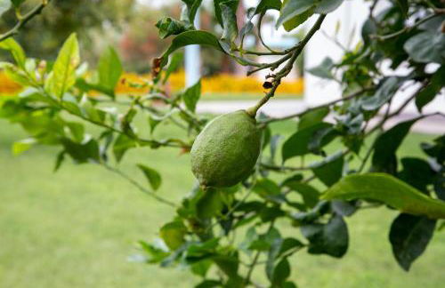 Villa Dafne - Foto 38