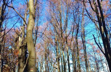 Sielanka, wyjątkowy dom, jacuzzi - Foto 70