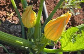 Masseria Lacatena - Foto 21