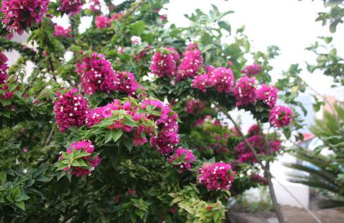 Casa Pompelmo - Foto 52