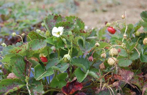 Agriturismo Maso Corradini - Foto 55