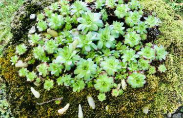 Apartments Smirnov - Foto 36