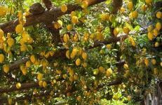 Vincanto Maiori Costiera Amalfitana - Foto 29