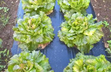 Orto delle Fate - Foto 59