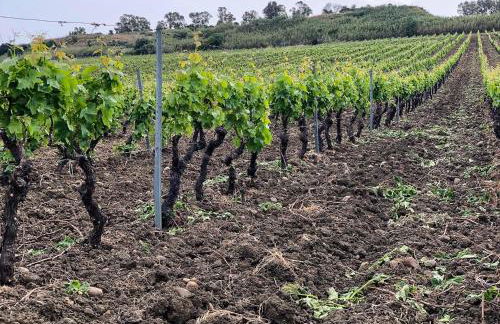 Fattoria Manostalla Villa Chiarelli - Foto 77