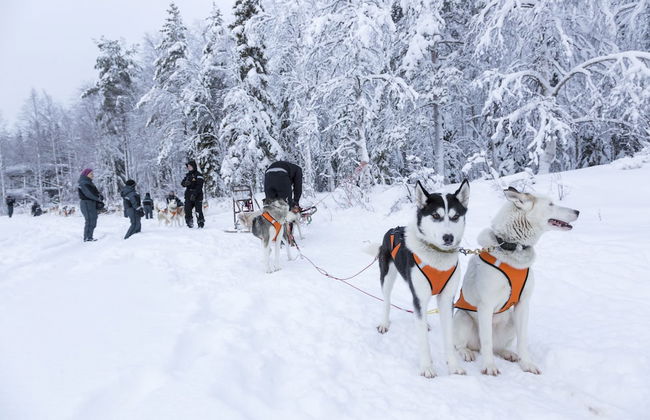 Ranua Resort Arctic Igloos - Foto 33