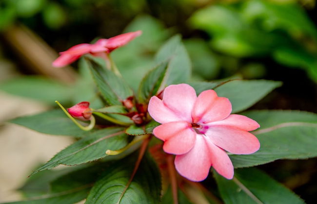 Hotel Cantinho Das Flores - Photo 47