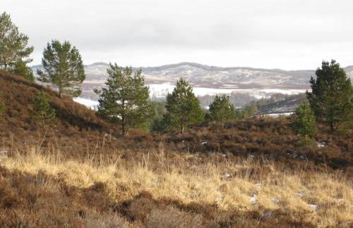 Our Log House in the woods - Photo 20