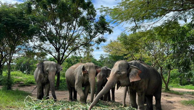Expérience du Royaume des Éléphants - Photo 4