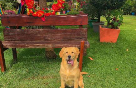 Fazenda Buritizal Grosso - Photo 10