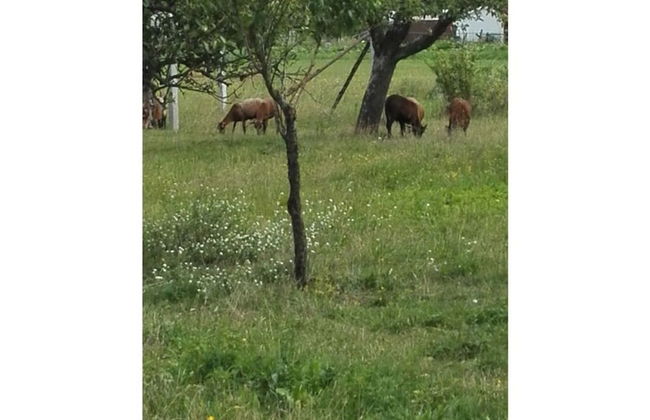 Appealing Apartment in Lubbenau - Foto 8